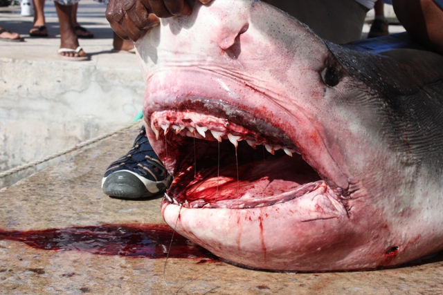 shark tattoo designs. images tiger shark Attacks humans tiger shark tattoo designs.