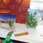 Little Learners AG Show 2015 (7)
